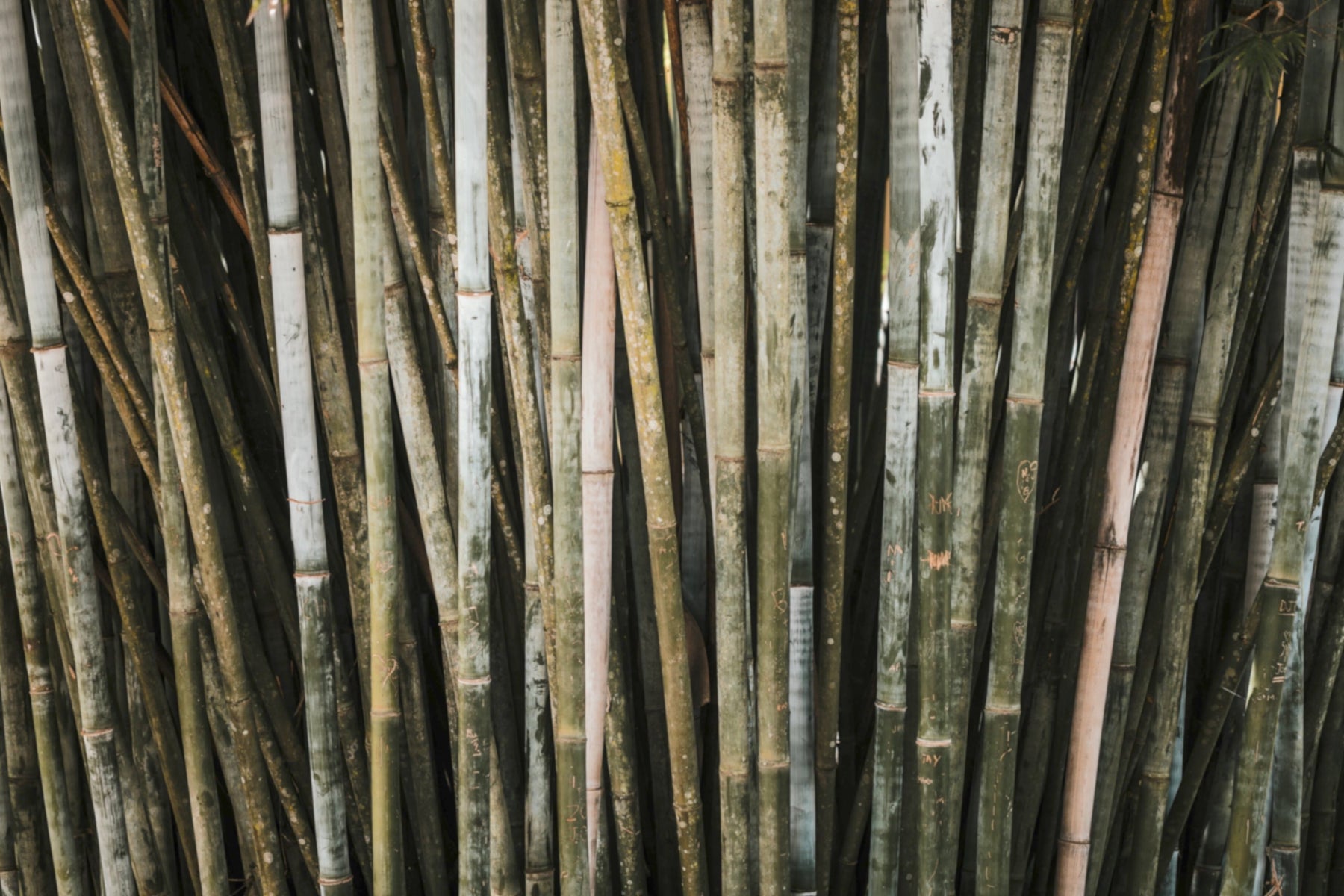 Ingredient Highlight: Bamboo Charcoal
