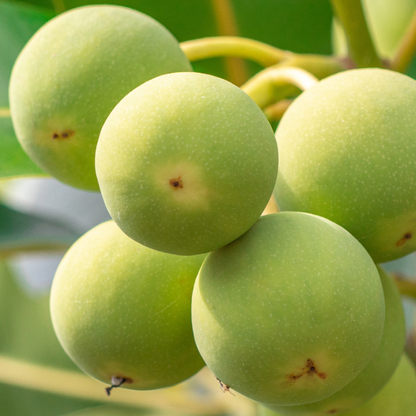 Using Tamanu Oil For Irritated Skin