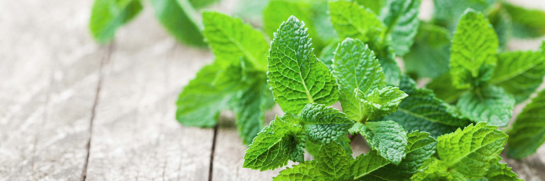 Peppermint for Blood Flow