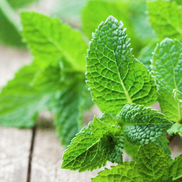 Peppermint for Blood Flow