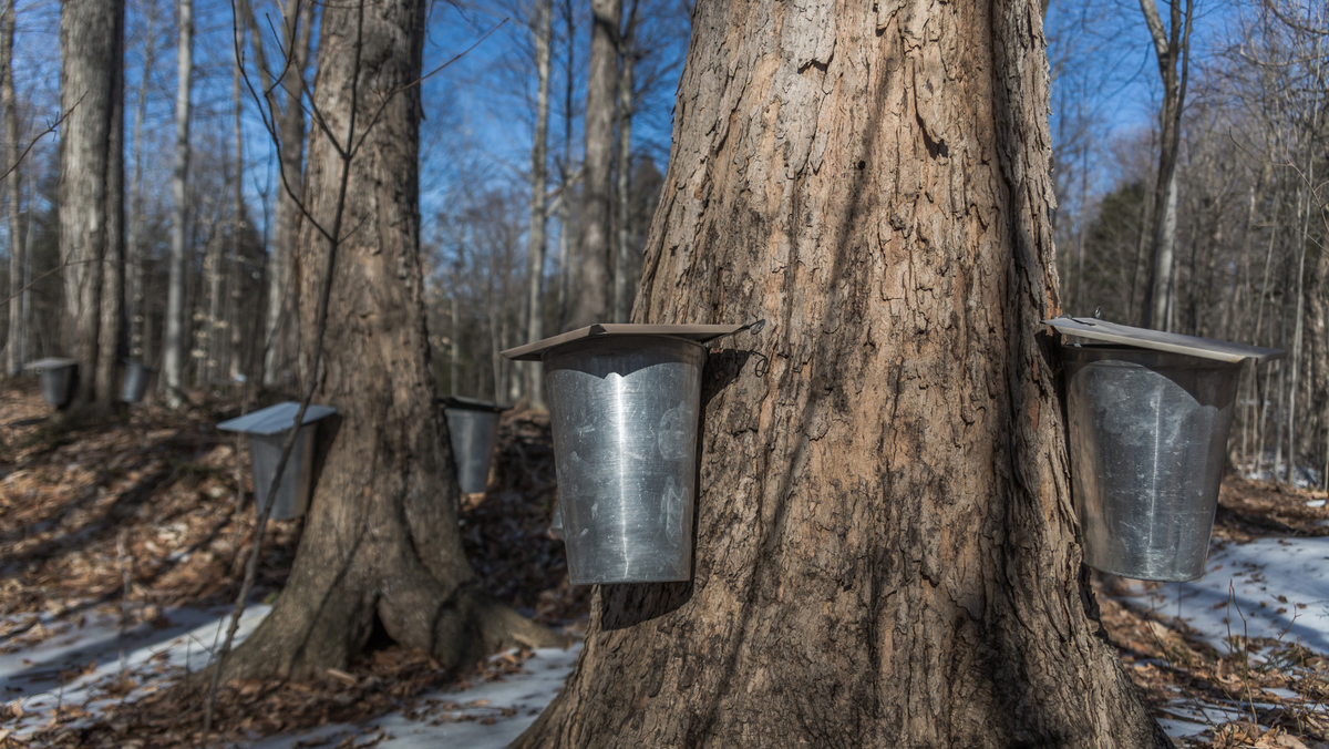 Healthy Skin Benefits with Maple Sap Water — Graydon Skincare
