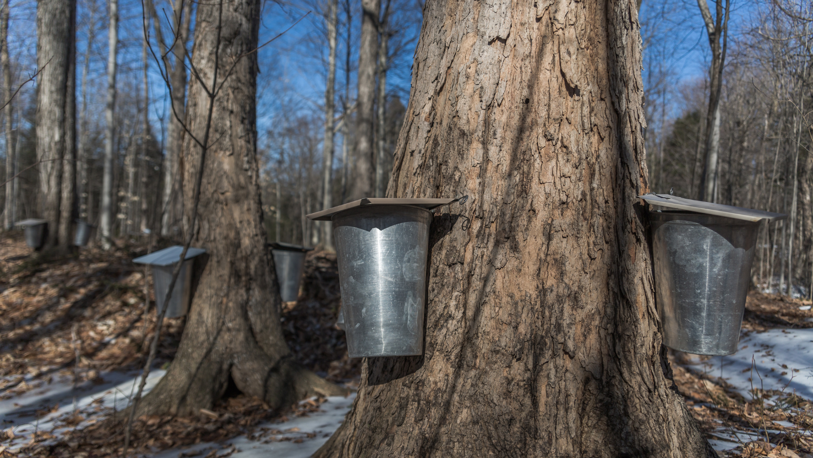 Maple sap water being extracted from trees with silver buckets