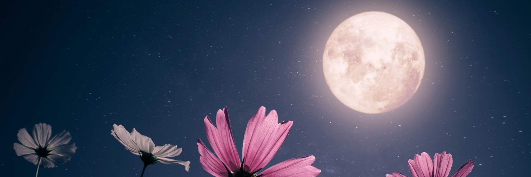 The Pink Moon Skin fulness Practice Graydon Skincare the-pink-moon-skin-fulness-practice-graydon-skincare