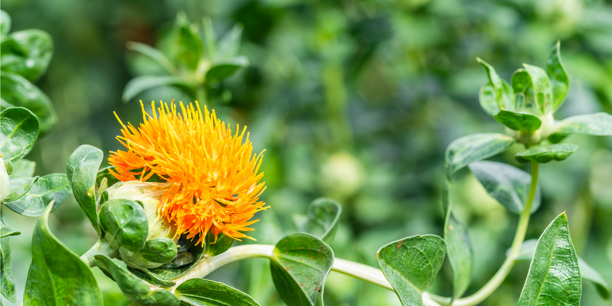 Safflower Seed Oil iS CLINICAL