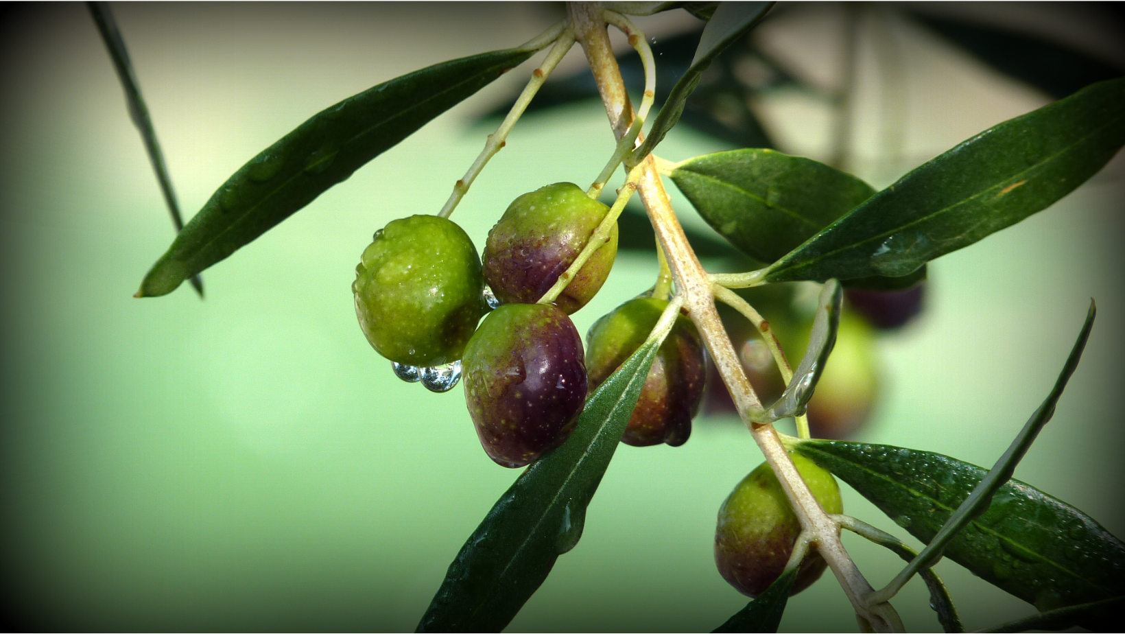 Ripening olives hanging on a branch with green leaves.