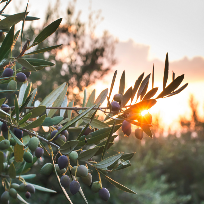 Close up of olive tree branch with orange sunset in the background.