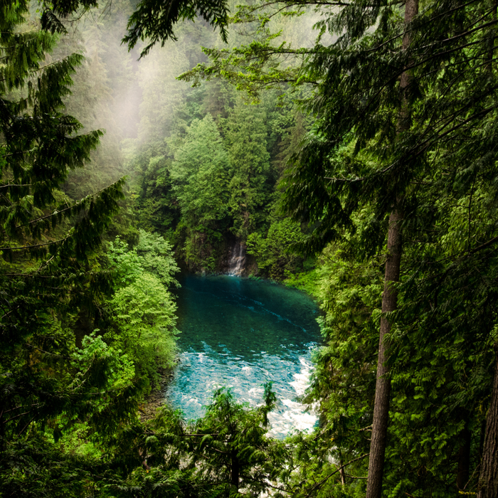 Lush green forest surrounding a beautiful blue body of water