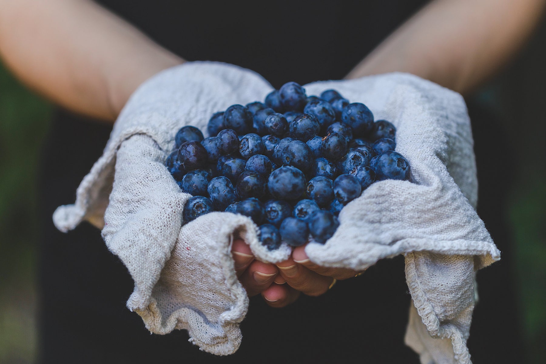 Hands holding freshly picked berries in a linen cloth. 