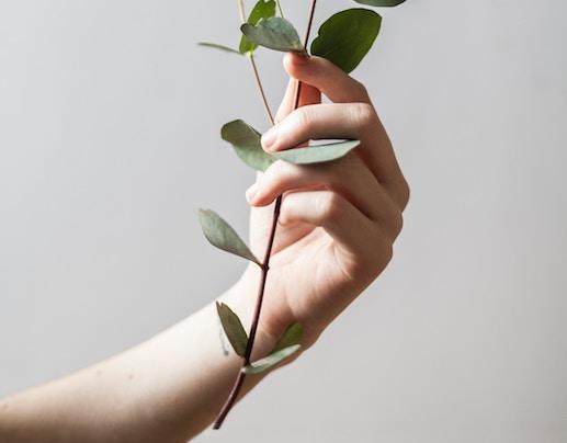 Hand holding a sprig of eucalyptus