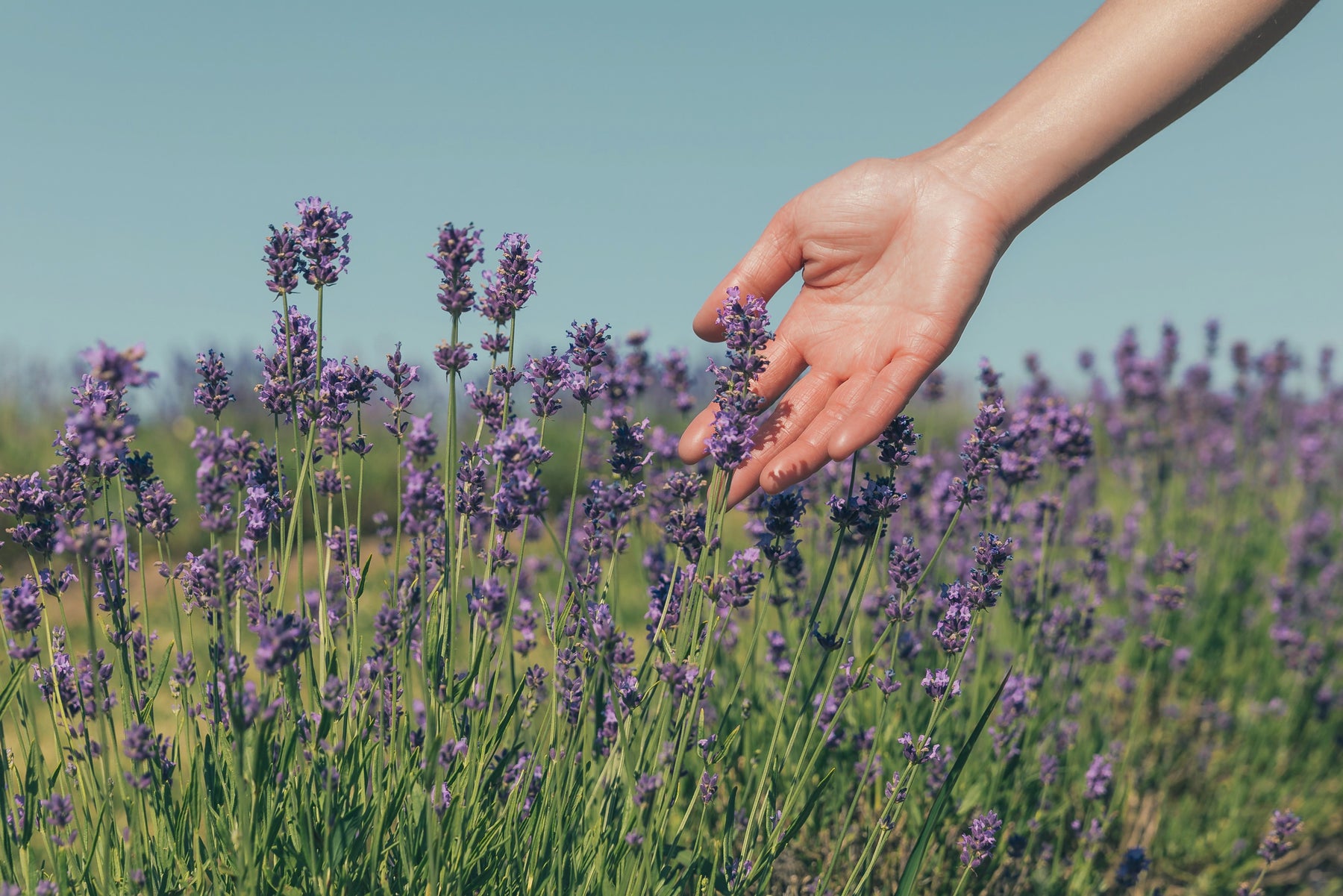 A hand stretching out to gently cradle purple lavender flowers sticking up from the lush green grass below.
