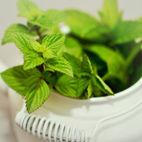 Peppermint for Blood Flow