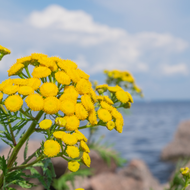 Blue tansy flowers with blue sky and water in the background
