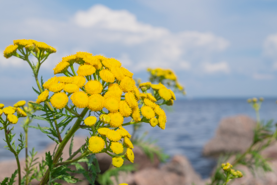 Blue tansy flowers with blue sky and water in the background