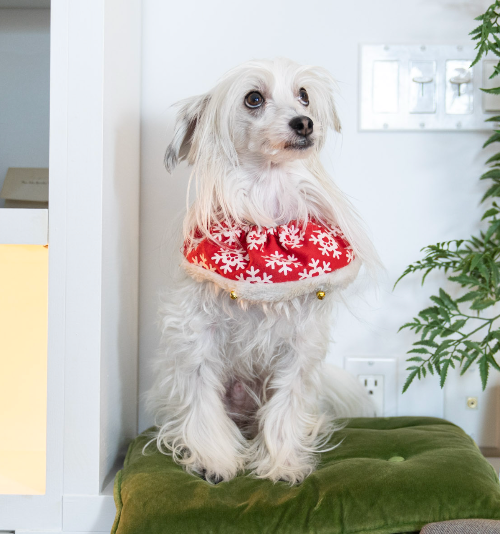 Graydon's cute dog, a white chinese crested powder puff, wearing a festive outfit
