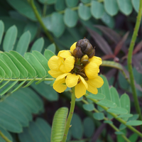 Senna (Vegan Hyaluronic Acid)