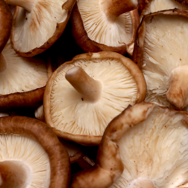Shiitake