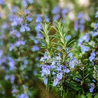 Rosemary Leaf Oil