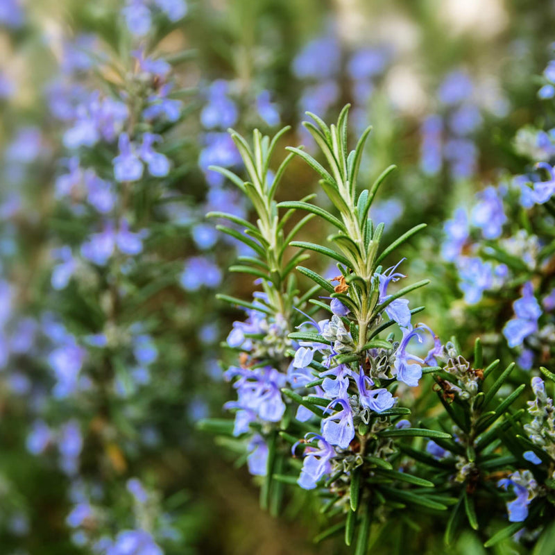 Rosemary Leaf Oil