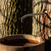 Maple Sap Water