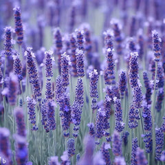Lavender Oil